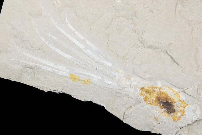 Rare, Fossil Octopus (Keuppia) - One Of The Best Found! #178395
